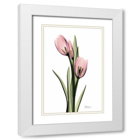 Annie Tulip White Modern Wood Framed Art Print with Double Matting by Koetsier, Albert