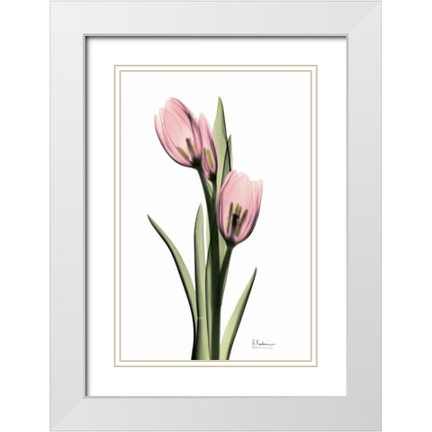 Annie Tulip White Modern Wood Framed Art Print with Double Matting by Koetsier, Albert