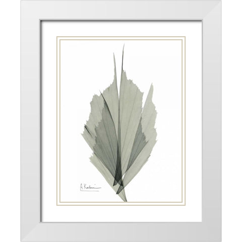 Fish Tail Caryola White Modern Wood Framed Art Print with Double Matting by Koetsier, Albert