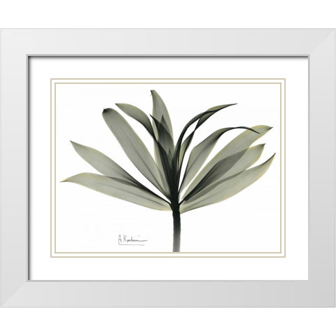 Sons of India Dracaena White Modern Wood Framed Art Print with Double Matting by Koetsier, Albert