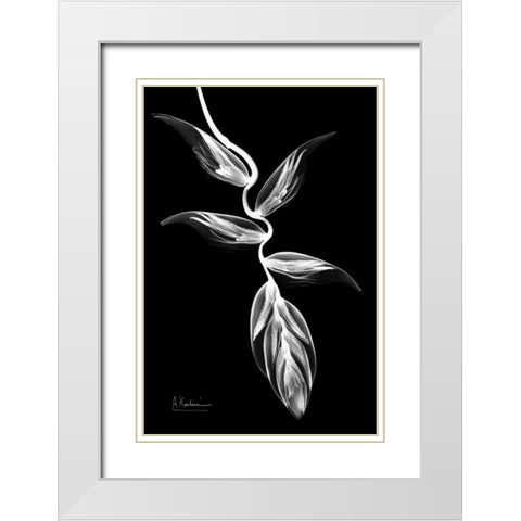 Heliconia BandW on Black White Modern Wood Framed Art Print with Double Matting by Koetsier, Albert