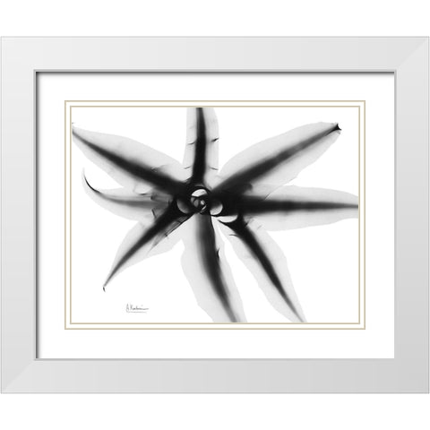 Cryptanthus White Modern Wood Framed Art Print with Double Matting by Koetsier, Albert