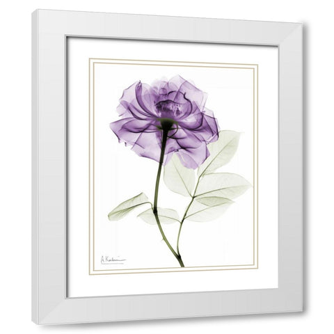 Purple Rose White Modern Wood Framed Art Print with Double Matting by Koetsier, Albert