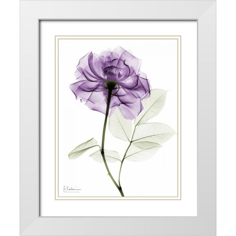 Purple Rose White Modern Wood Framed Art Print with Double Matting by Koetsier, Albert