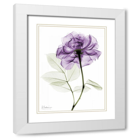 Purlpe Rose 2 White Modern Wood Framed Art Print with Double Matting by Koetsier, Albert