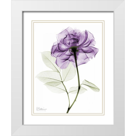 Purlpe Rose 2 White Modern Wood Framed Art Print with Double Matting by Koetsier, Albert