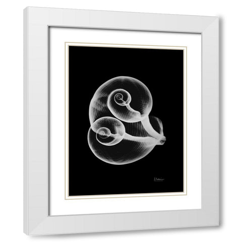 Conjoined Shells on Black White Modern Wood Framed Art Print with Double Matting by Koetsier, Albert