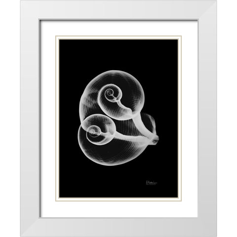 Conjoined Shells on Black White Modern Wood Framed Art Print with Double Matting by Koetsier, Albert
