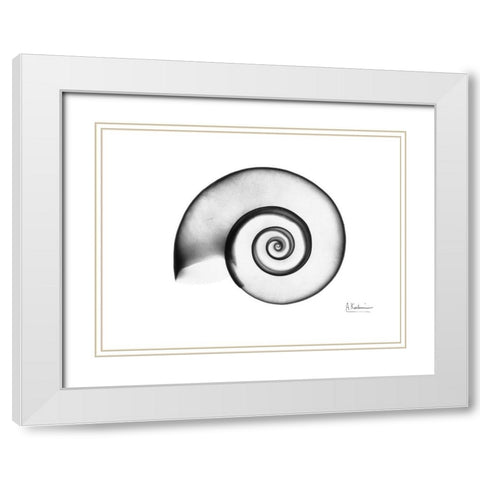 Ramshorn Snail Shell White Modern Wood Framed Art Print with Double Matting by Koetsier, Albert