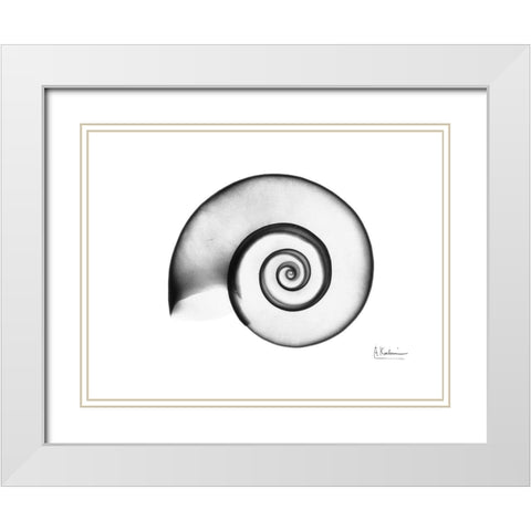 Ramshorn Snail Shell White Modern Wood Framed Art Print with Double Matting by Koetsier, Albert