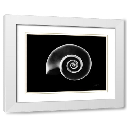 Ramshorn Snail Shell White Modern Wood Framed Art Print with Double Matting by Koetsier, Albert