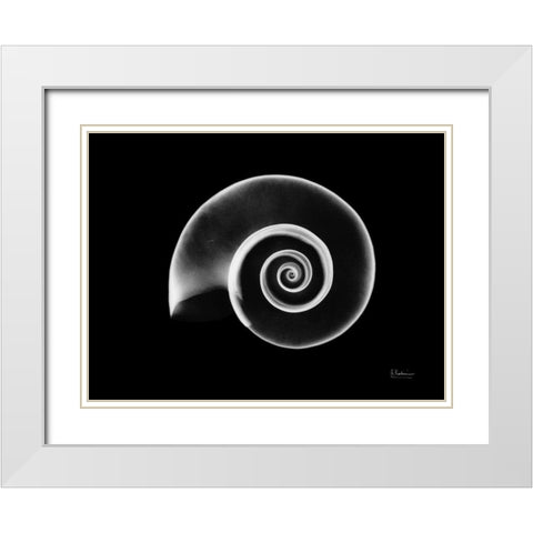 Ramshorn Snail Shell White Modern Wood Framed Art Print with Double Matting by Koetsier, Albert