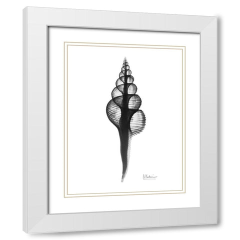 Fusinus Colus White Modern Wood Framed Art Print with Double Matting by Koetsier, Albert