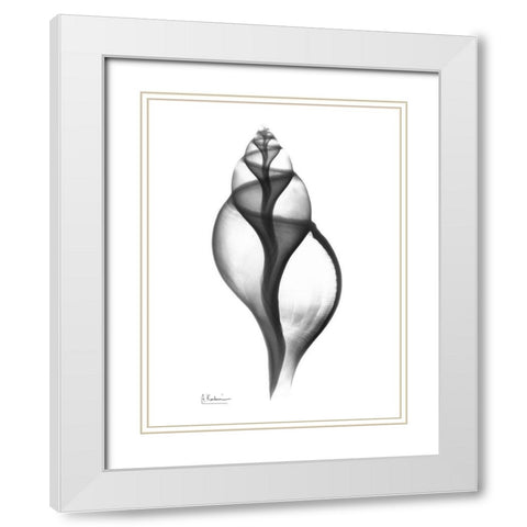 Tulip Shell White Modern Wood Framed Art Print with Double Matting by Koetsier, Albert