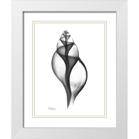 Tulip Shell White Modern Wood Framed Art Print with Double Matting by Koetsier, Albert