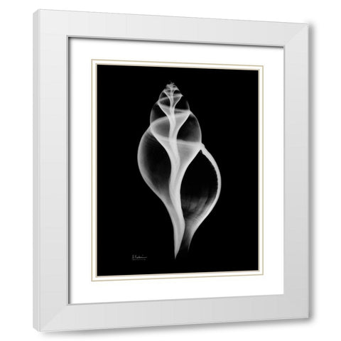 Tulip Shell White Modern Wood Framed Art Print with Double Matting by Koetsier, Albert