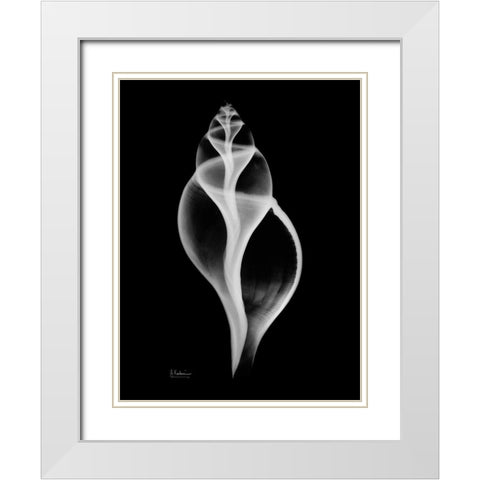 Tulip Shell White Modern Wood Framed Art Print with Double Matting by Koetsier, Albert