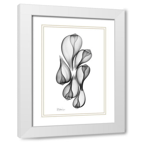 Fig Shells White Modern Wood Framed Art Print with Double Matting by Koetsier, Albert