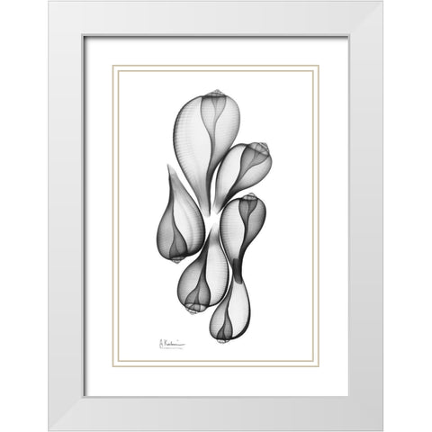 Fig Shells White Modern Wood Framed Art Print with Double Matting by Koetsier, Albert