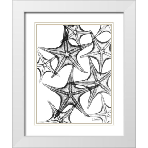 Starfish White Modern Wood Framed Art Print with Double Matting by Koetsier, Albert