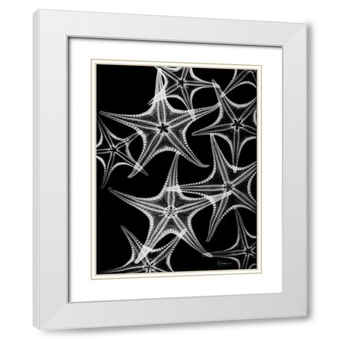Starfish Spray White Modern Wood Framed Art Print with Double Matting by Koetsier, Albert