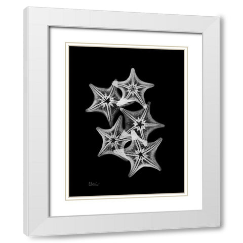 Starfish Collage White Modern Wood Framed Art Print with Double Matting by Koetsier, Albert