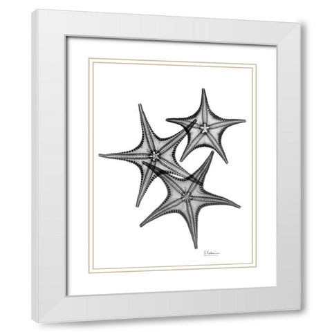 Starfish White Modern Wood Framed Art Print with Double Matting by Koetsier, Albert