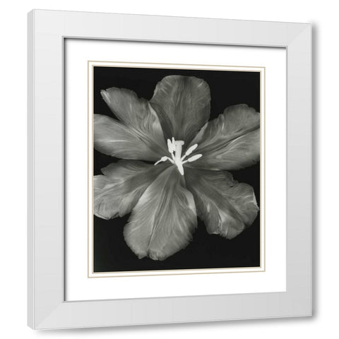 Big Blossom I White Modern Wood Framed Art Print with Double Matting by Koetsier, Albert