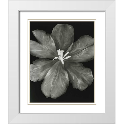 Big Blossom I White Modern Wood Framed Art Print with Double Matting by Koetsier, Albert