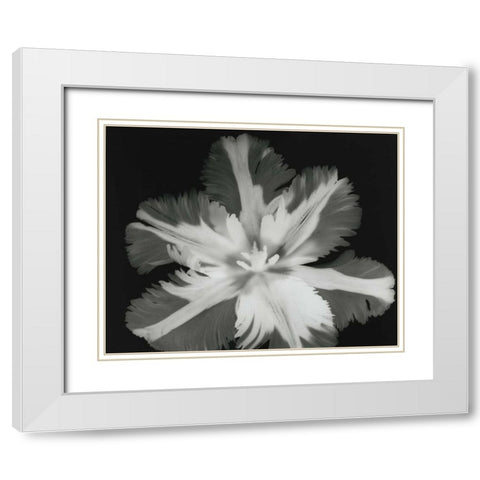 Big Blossom II White Modern Wood Framed Art Print with Double Matting by Koetsier, Albert