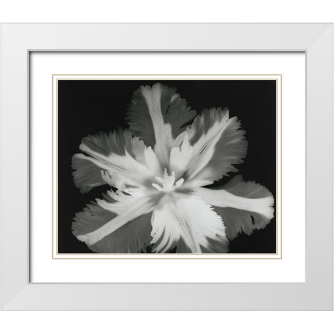Big Blossom II White Modern Wood Framed Art Print with Double Matting by Koetsier, Albert
