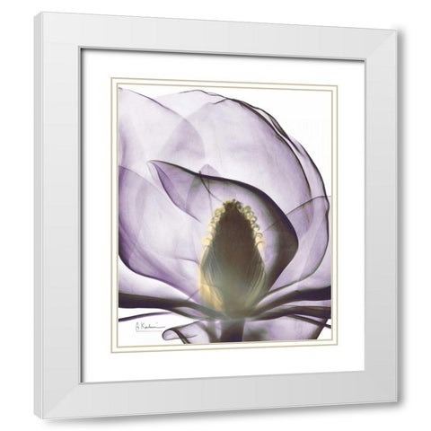 Purple Magnolia A43 White Modern Wood Framed Art Print with Double Matting by Koetsier, Albert