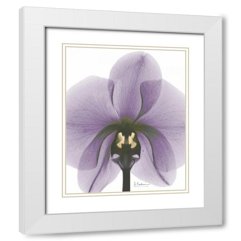 Purple Orchid A29 White Modern Wood Framed Art Print with Double Matting by Koetsier, Albert