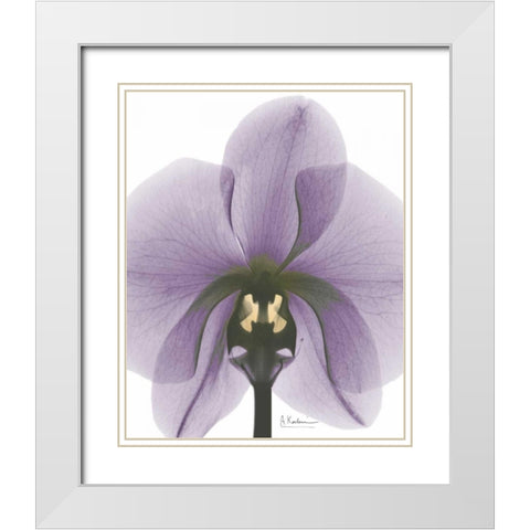 Purple Orchid A29 White Modern Wood Framed Art Print with Double Matting by Koetsier, Albert