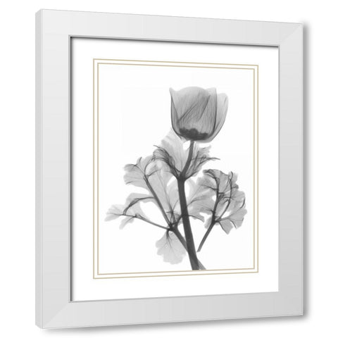 Lonely Anemone White Modern Wood Framed Art Print with Double Matting by Koetsier, Albert