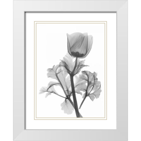 Lonely Anemone White Modern Wood Framed Art Print with Double Matting by Koetsier, Albert