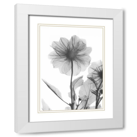 Dahlia Twins White Modern Wood Framed Art Print with Double Matting by Koetsier, Albert