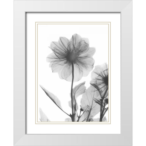 Dahlia Twins White Modern Wood Framed Art Print with Double Matting by Koetsier, Albert