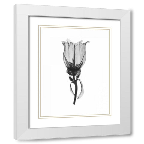 Canterbury Bell White Modern Wood Framed Art Print with Double Matting by Koetsier, Albert