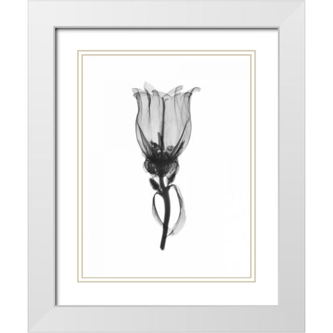 Canterbury Bell White Modern Wood Framed Art Print with Double Matting by Koetsier, Albert