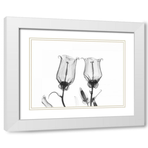 Canterbury Bell Duo White Modern Wood Framed Art Print with Double Matting by Koetsier, Albert