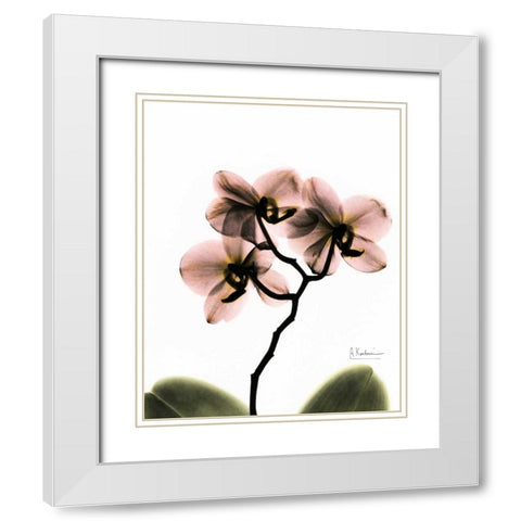 Orchid Trio White Modern Wood Framed Art Print with Double Matting by Koetsier, Albert