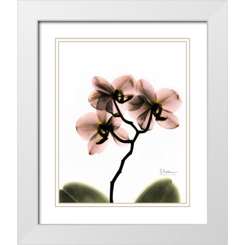 Orchid Trio White Modern Wood Framed Art Print with Double Matting by Koetsier, Albert