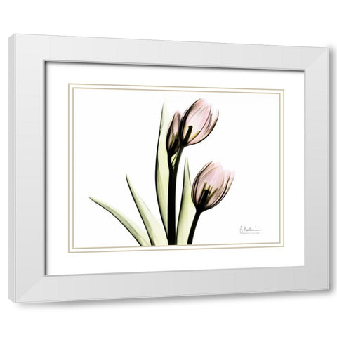 Tulip Love White Modern Wood Framed Art Print with Double Matting by Koetsier, Albert