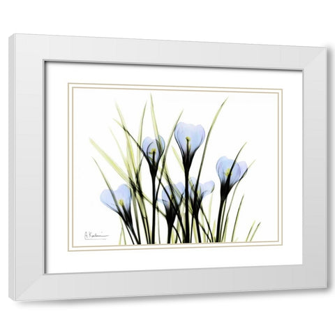 Bunched Crocus White Modern Wood Framed Art Print with Double Matting by Koetsier, Albert