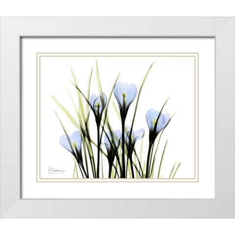 Bunched Crocus White Modern Wood Framed Art Print with Double Matting by Koetsier, Albert