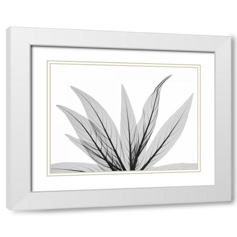 Luminous Fern 1 White Modern Wood Framed Art Print with Double Matting by Koetsier, Albert