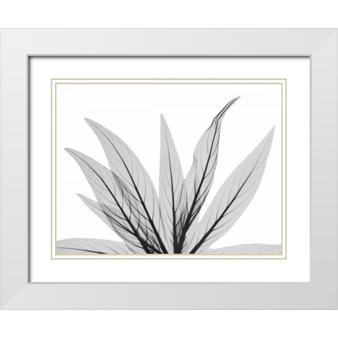 Luminous Fern 1 White Modern Wood Framed Art Print with Double Matting by Koetsier, Albert