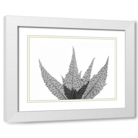 Crispy Tree Fern White Modern Wood Framed Art Print with Double Matting by Koetsier, Albert