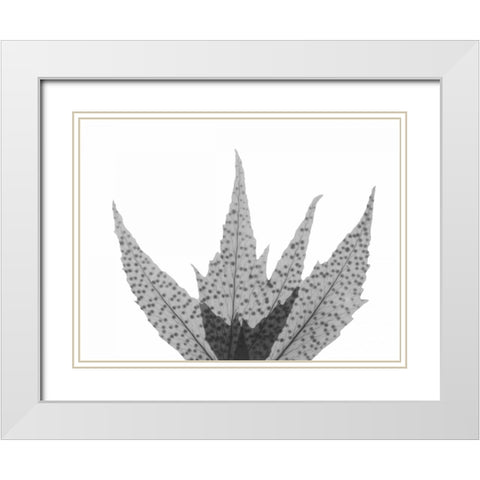 Crispy Tree Fern White Modern Wood Framed Art Print with Double Matting by Koetsier, Albert